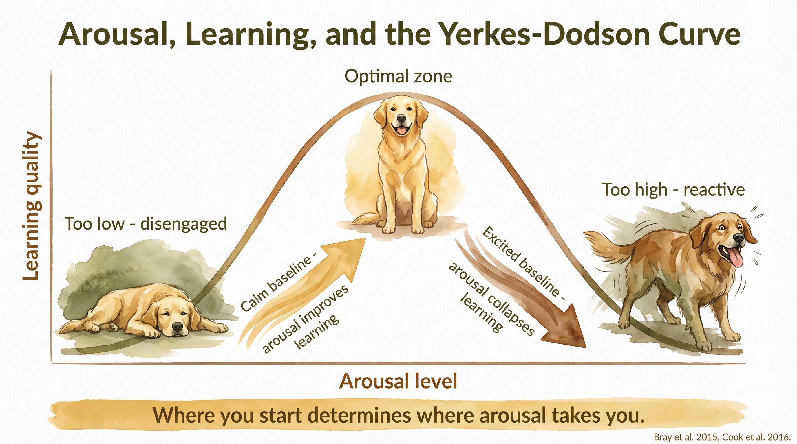 Infographic: Arousal learning and the Yerkes-Dodson curve - inverted-U showing how baseline arousal determines learning quality - Just Behaving Wiki