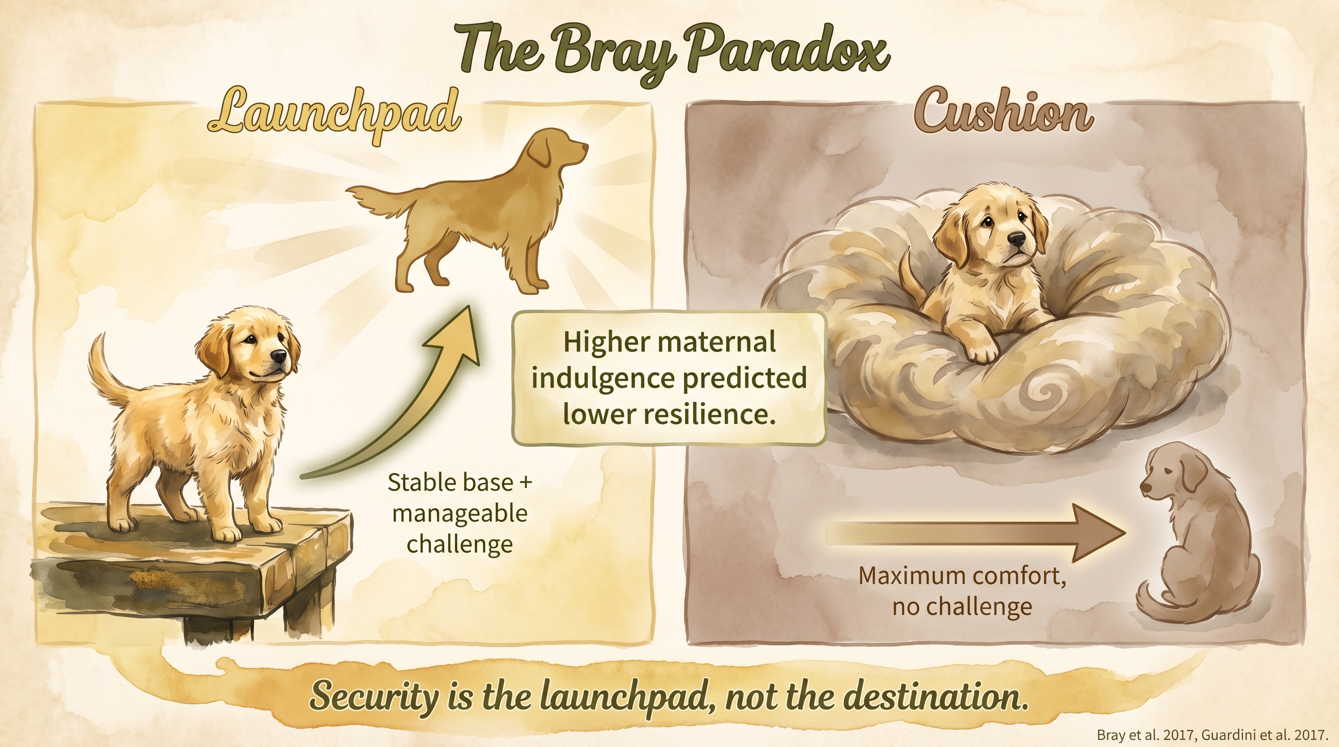 Infographic: The Bray Paradox - launchpad versus cushion showing how maximum comfort reduces resilience - Just Behaving Wiki