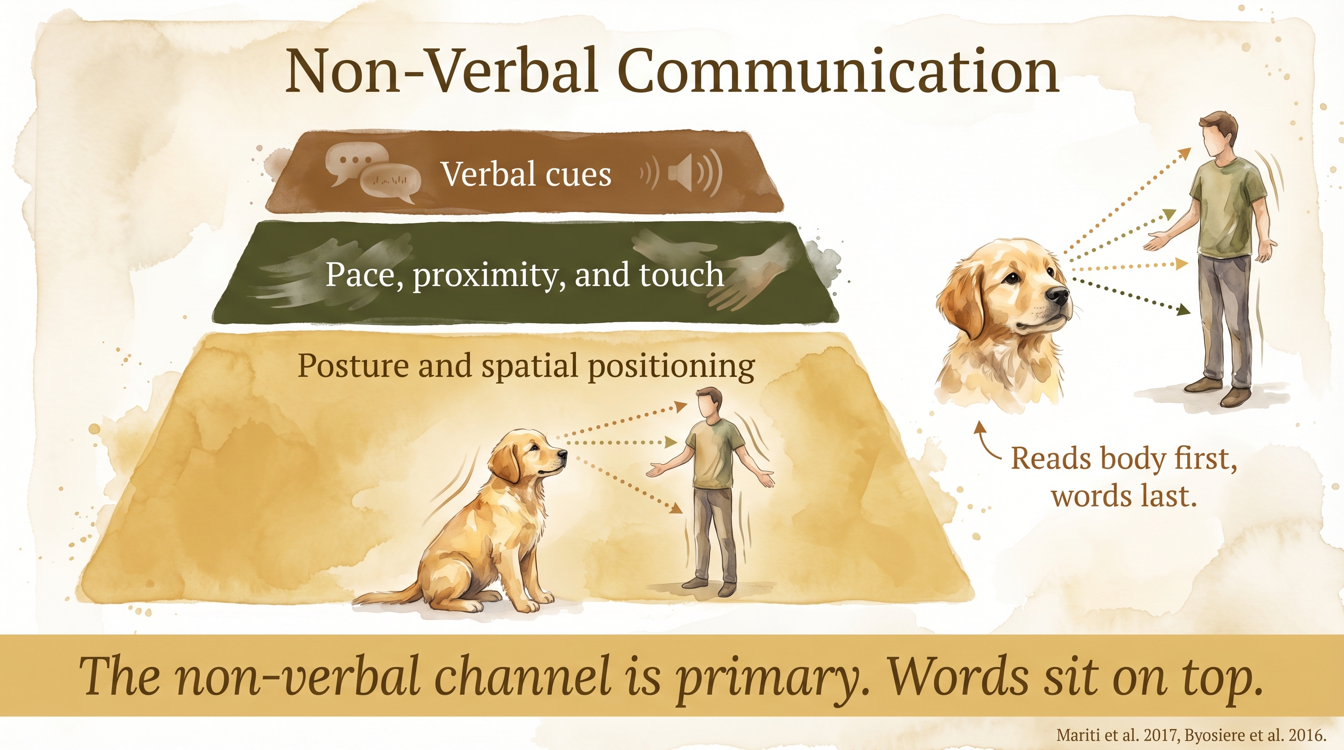 Infographic: Non-verbal communication hierarchy - layered pyramid showing posture and spatial positioning as primary channel above verbal cues - Just Behaving Wiki