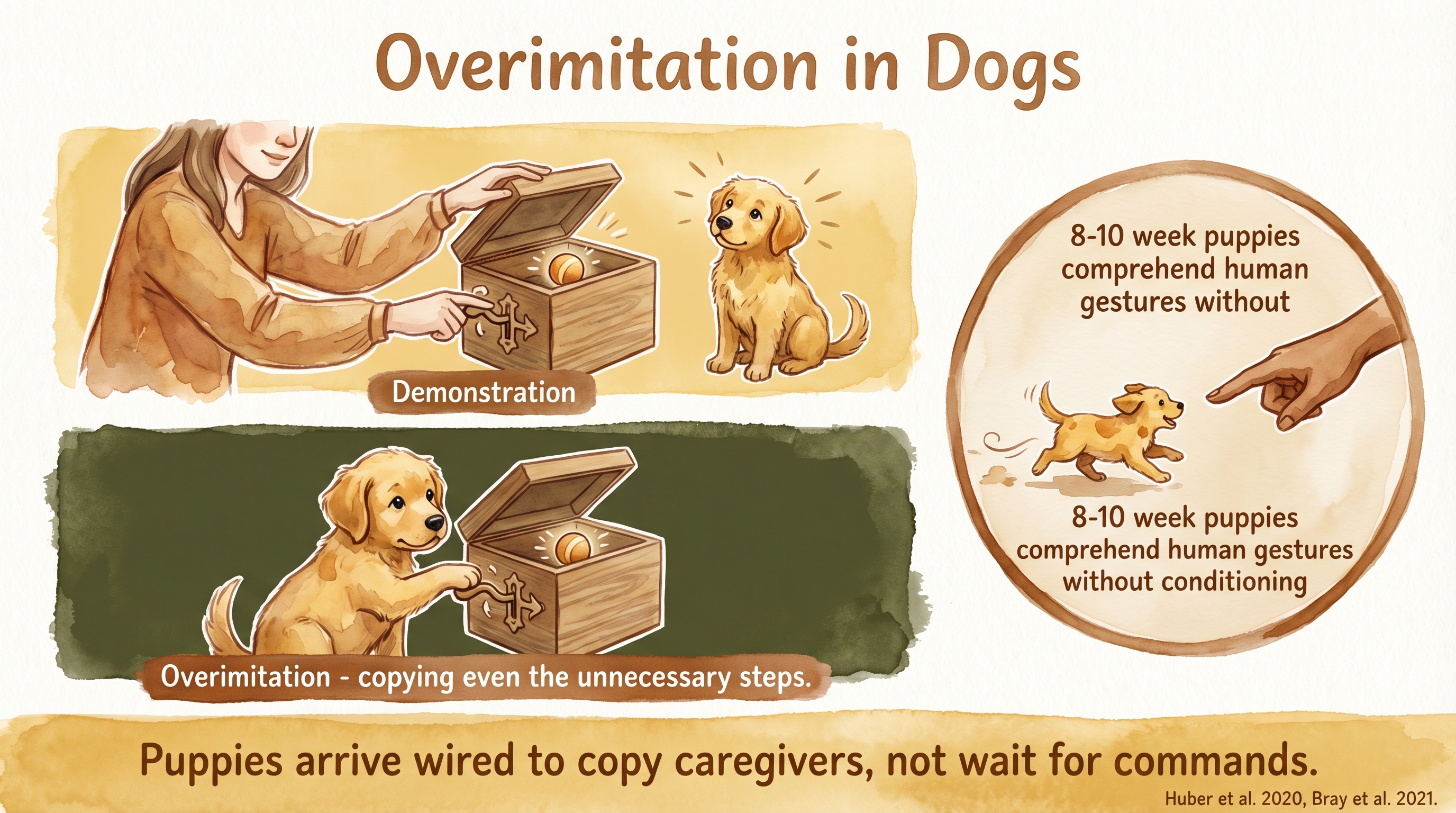 Infographic: Overimitation in dogs - puppies copying unnecessary caregiver actions and comprehending gestures at 8-10 weeks without conditioning - Just Behaving Wiki