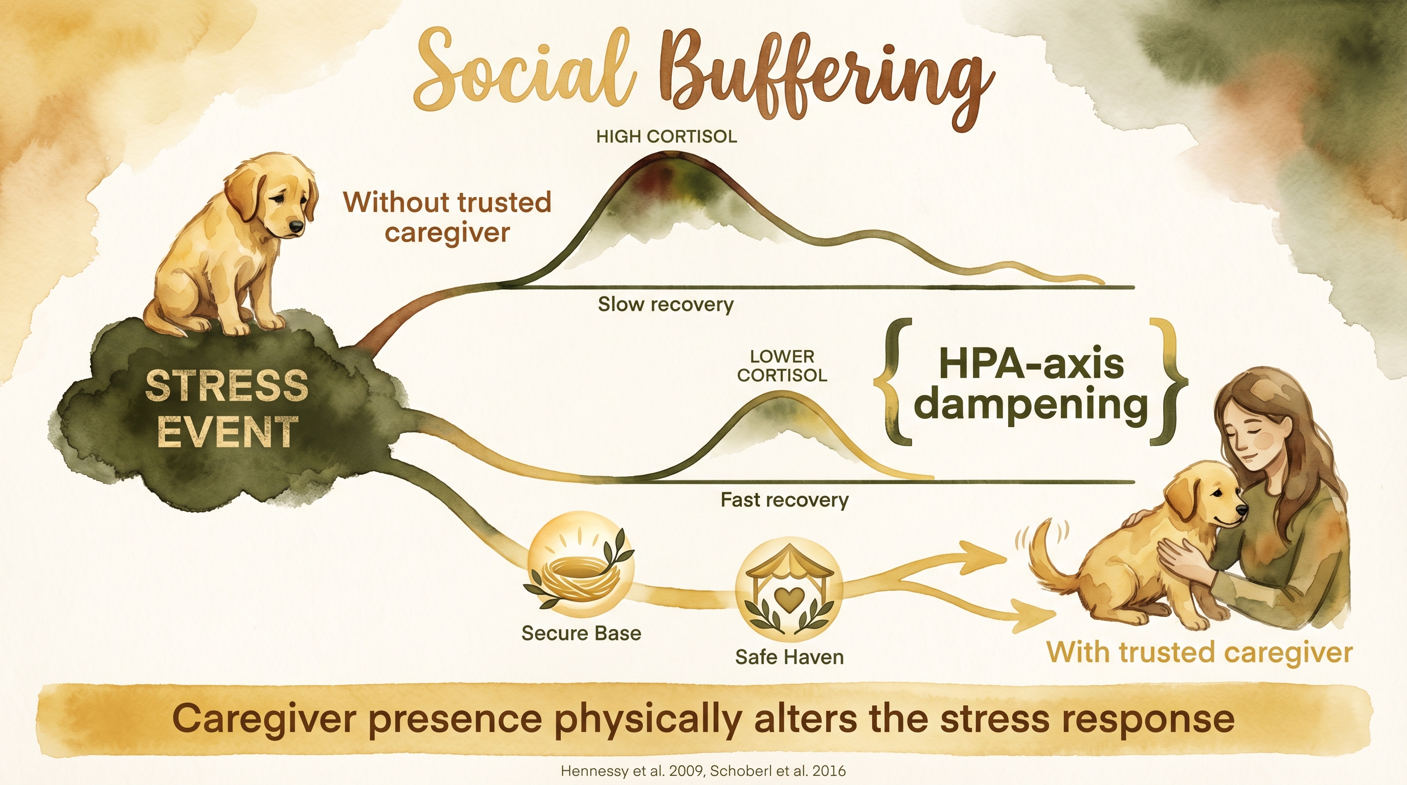 Infographic: Social buffering - cortisol curves showing HPA-axis dampening with trusted caregiver presence versus without - Just Behaving Wiki