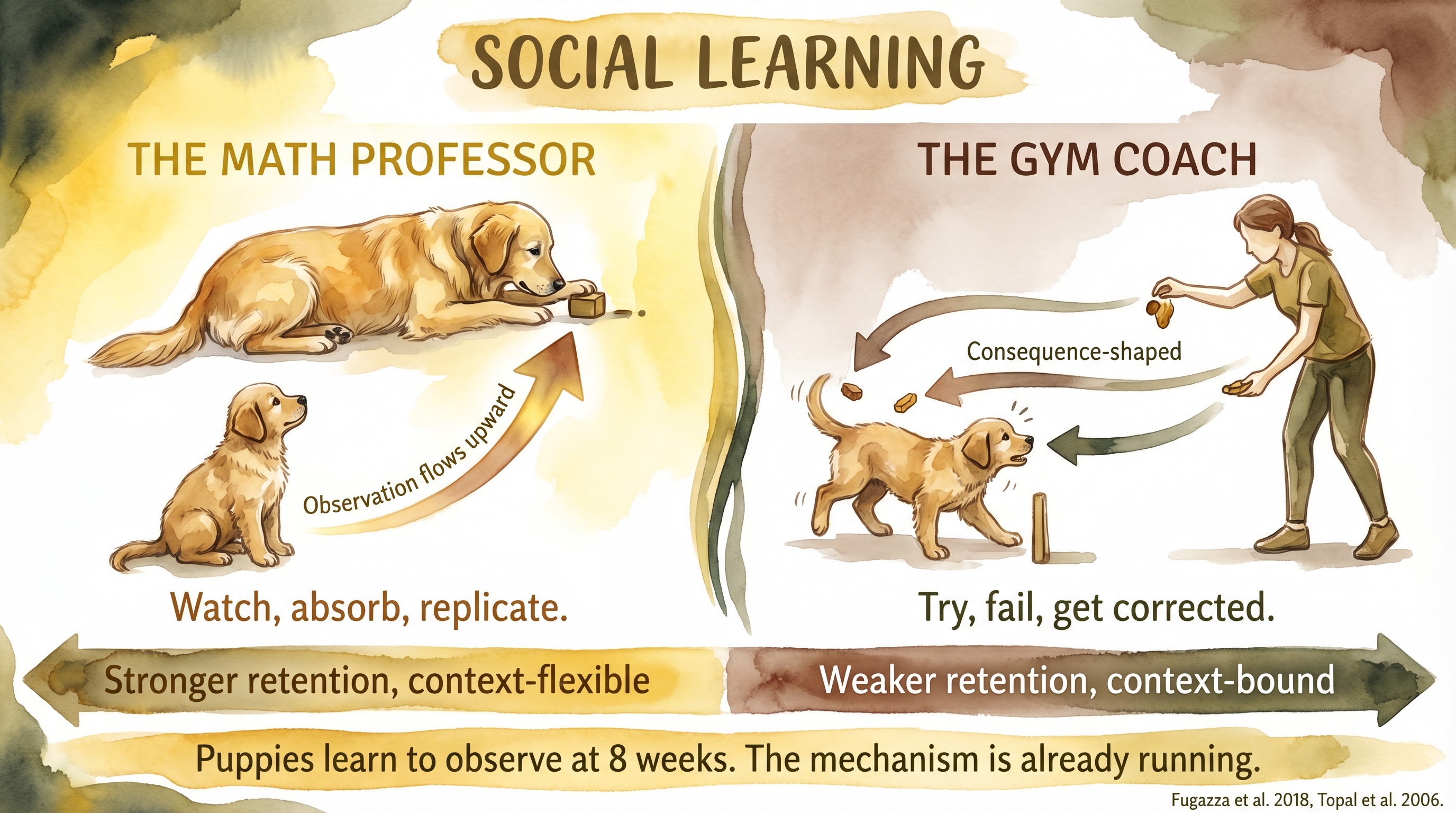 Infographic: Social learning - math professor observation model versus gym coach trial-and-error showing stronger retention from social learning - Just Behaving Wiki