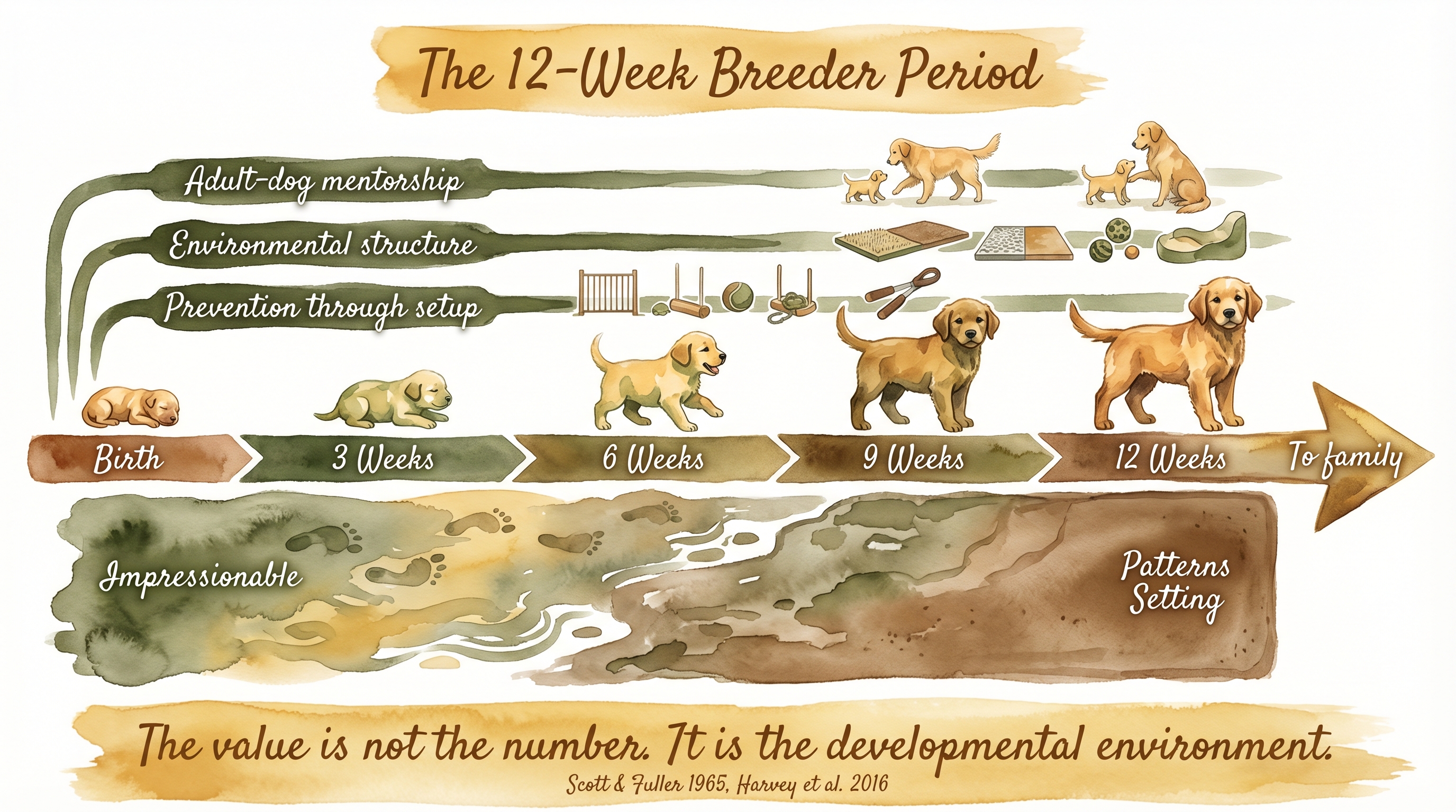 Infographic: Structured companionship - calm-based versus activation-based bonding with cortisol synchronization over time - Just Behaving Wiki