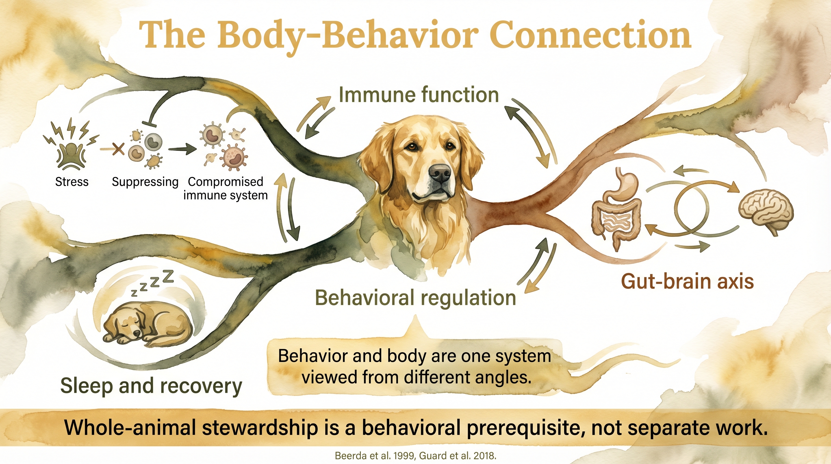 Infographic: The 12-week breeder period - developmental timeline showing mentorship, structure, and prevention curriculum during the sensitive window - Just Behaving Wiki