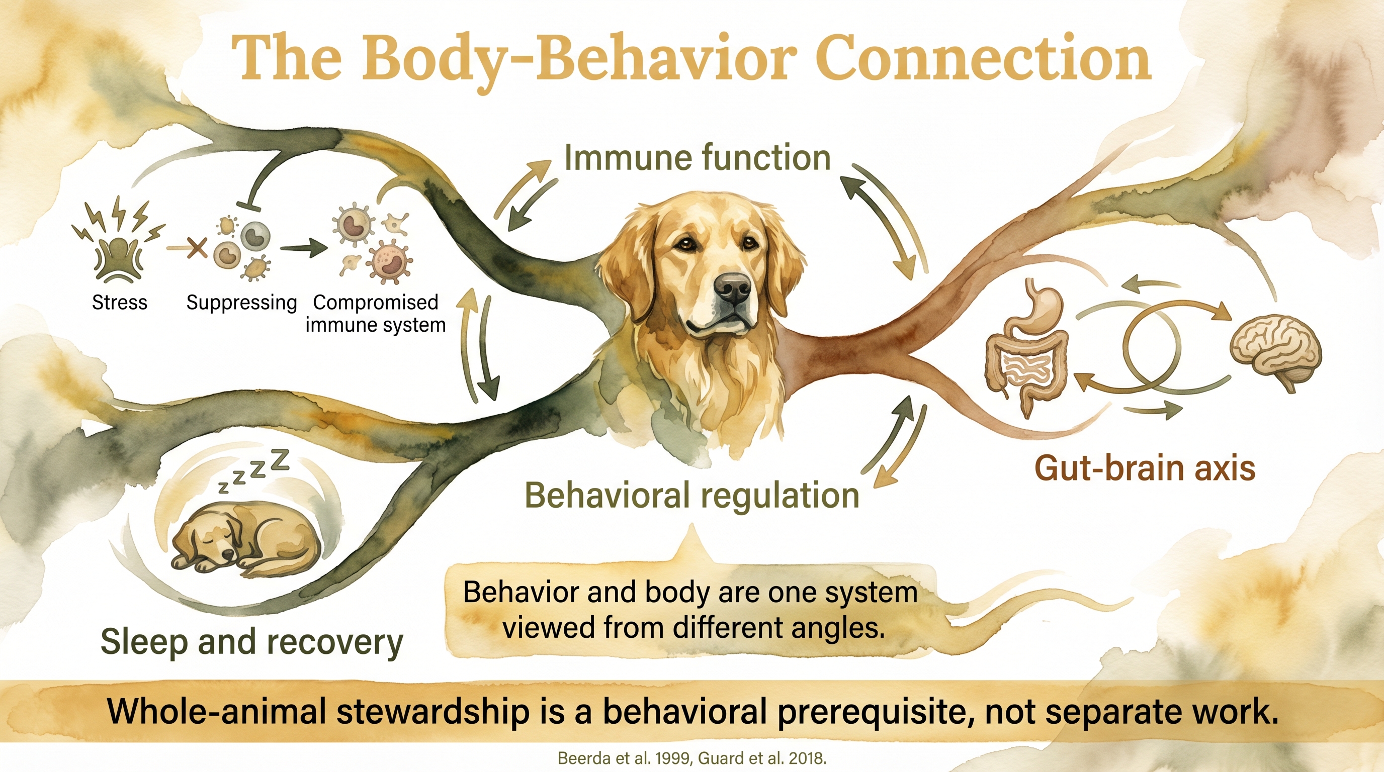 Infographic: The body-behavior connection - integrated pathways showing immune function, gut-brain axis, and sleep connecting to behavioral regulation - Just Behaving Wiki