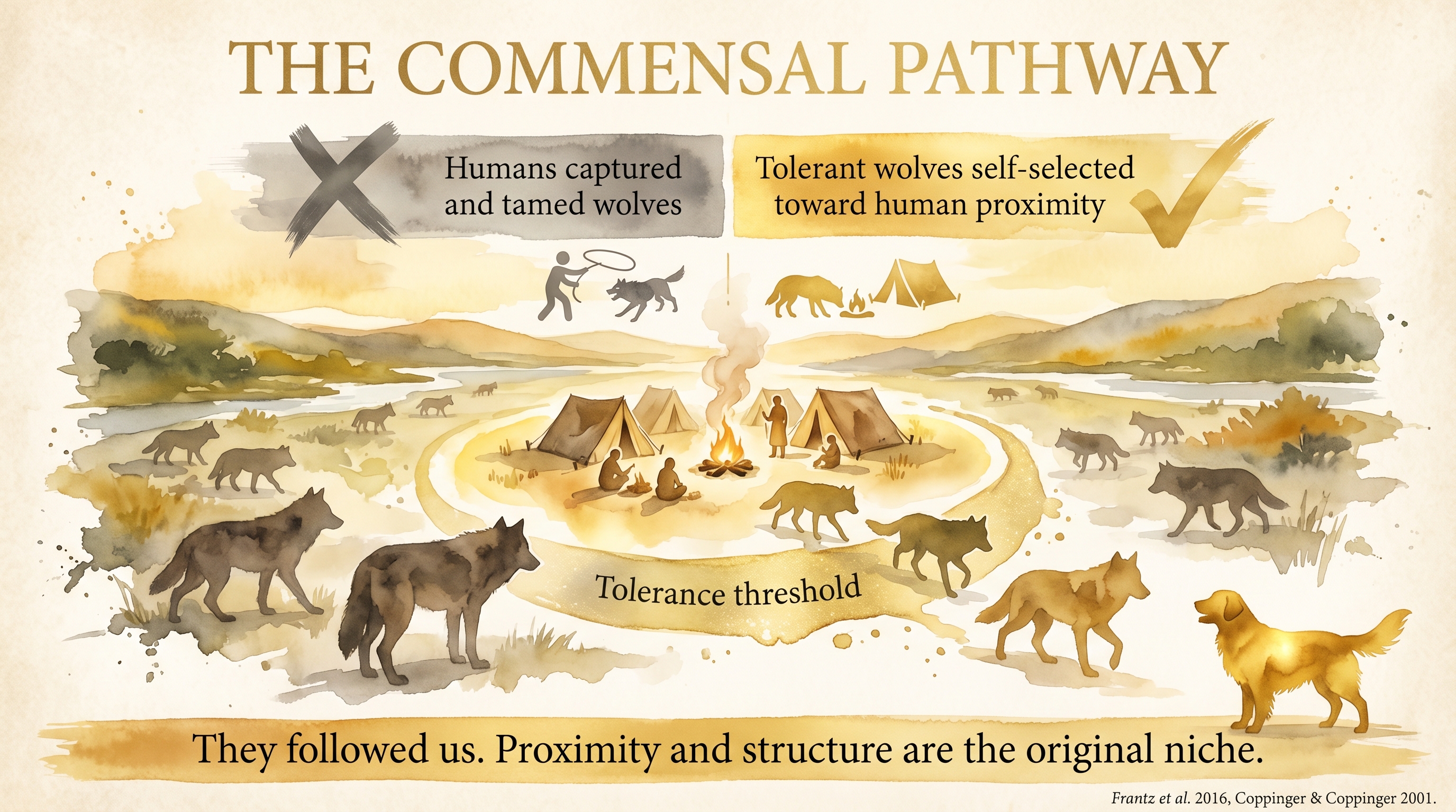 Infographic: The commensal pathway - camp-edge selection showing tolerant wolves self-selecting toward human proximity during domestication - Just Behaving Wiki