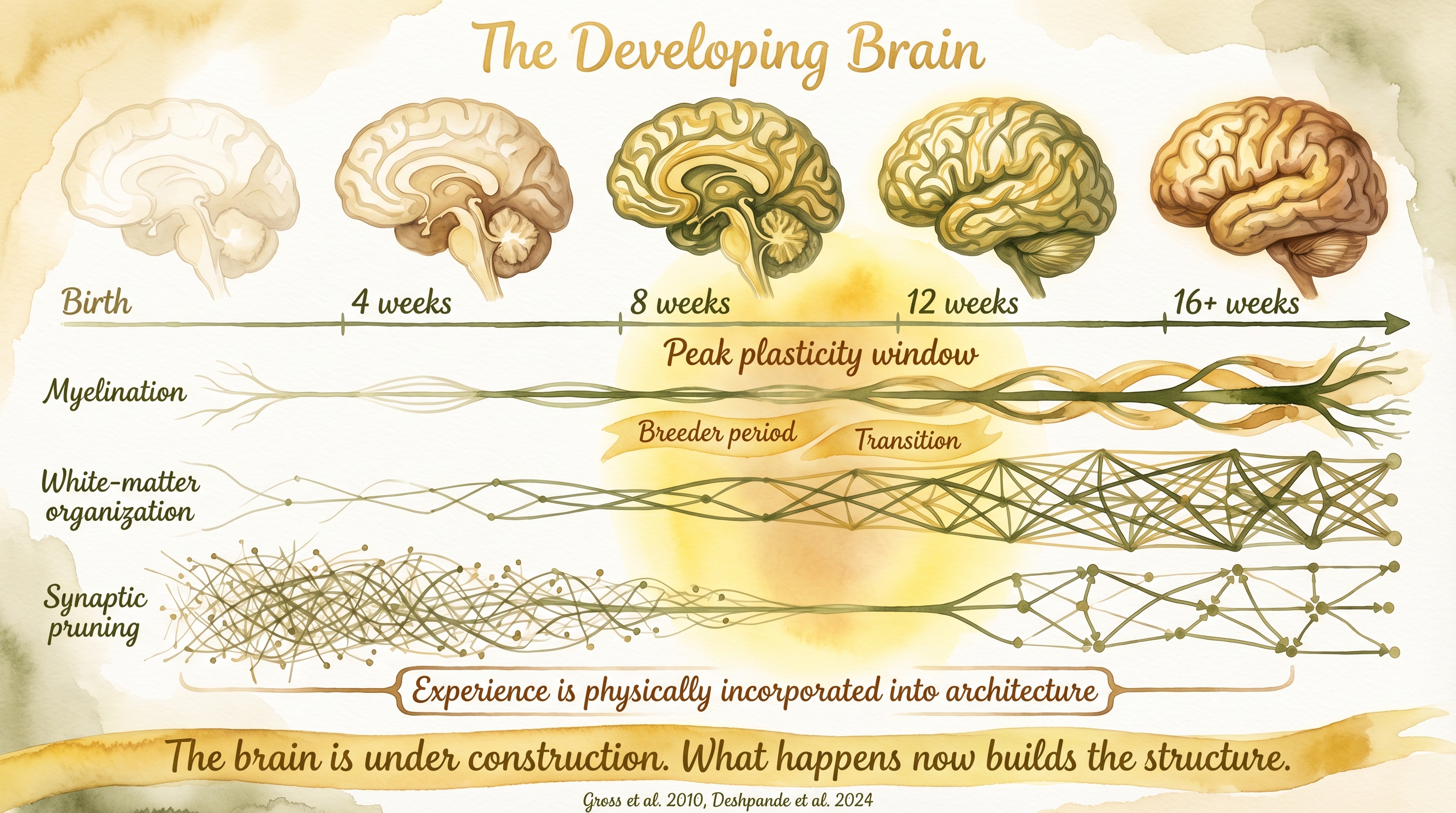 Infographic: The developing brain - myelination, white-matter, and pruning timelines showing peak plasticity during the breeder and transition windows - Just Behaving Wiki
