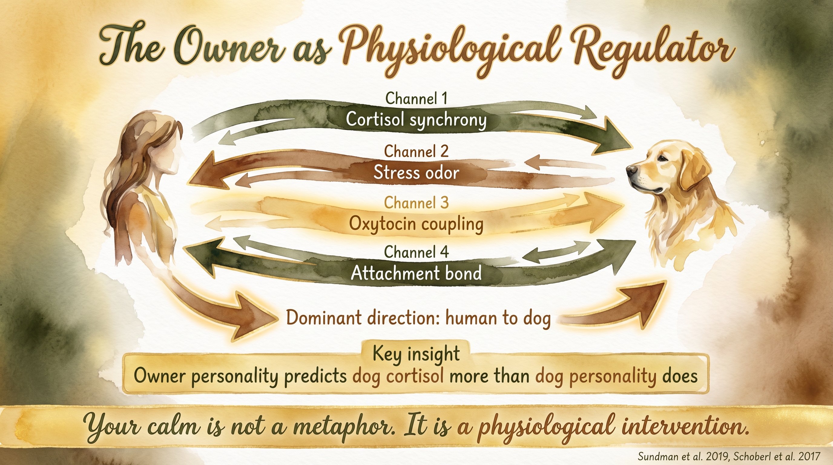 Infographic: The owner as physiological regulator - four bidirectional channels with dominant human-to-dog cortisol synchrony direction - Just Behaving Wiki