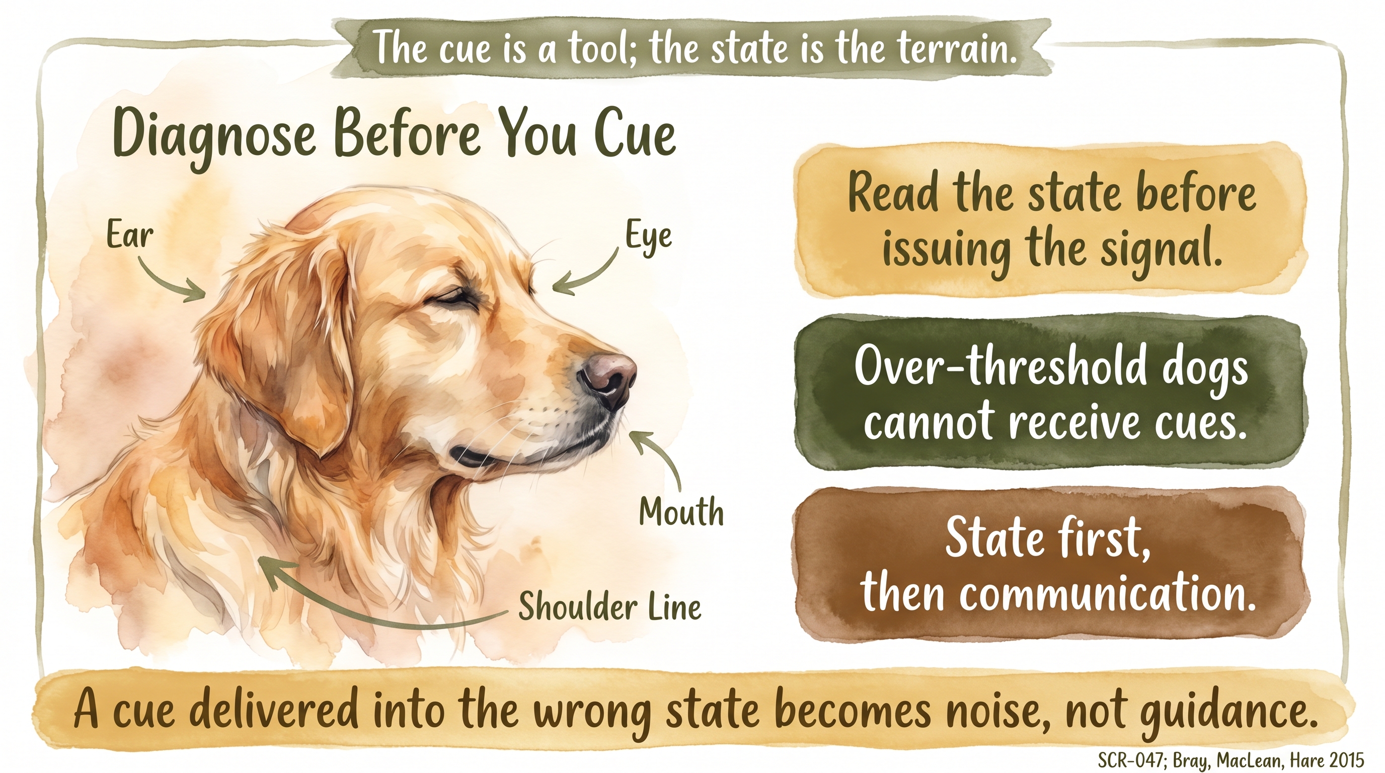 Infographic: Diagnose Before You Cue - why the family reads the dog's state before adding an instruction or a correction - Just Behaving Wiki