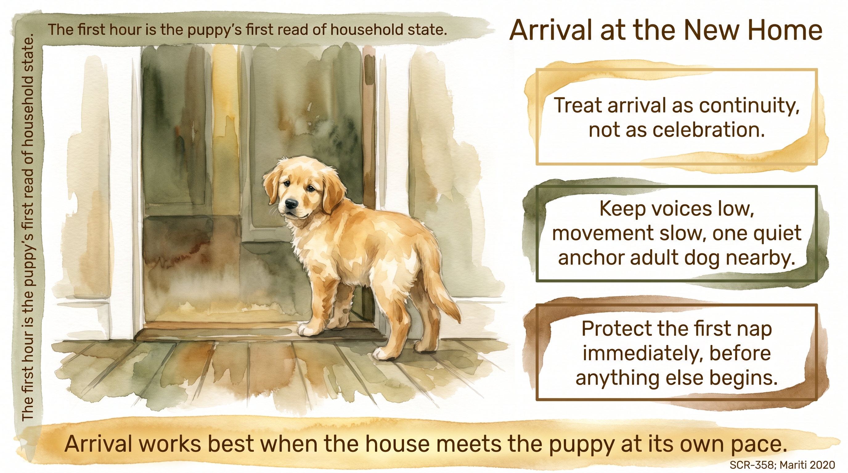 Infographic: Arrival at the new home - calm, legible first fifteen minutes for a new puppy - Just Behaving Wiki