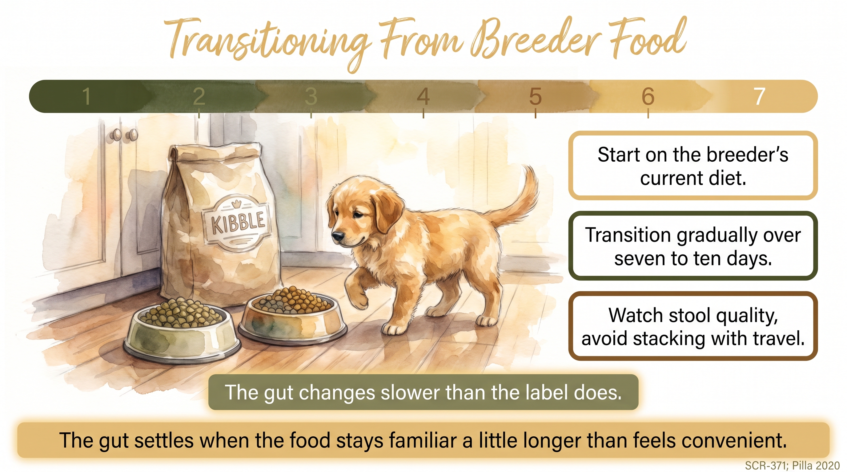 Infographic: Early feeding transition from breeder food - gradual diet change for digestive stability - Just Behaving Wiki