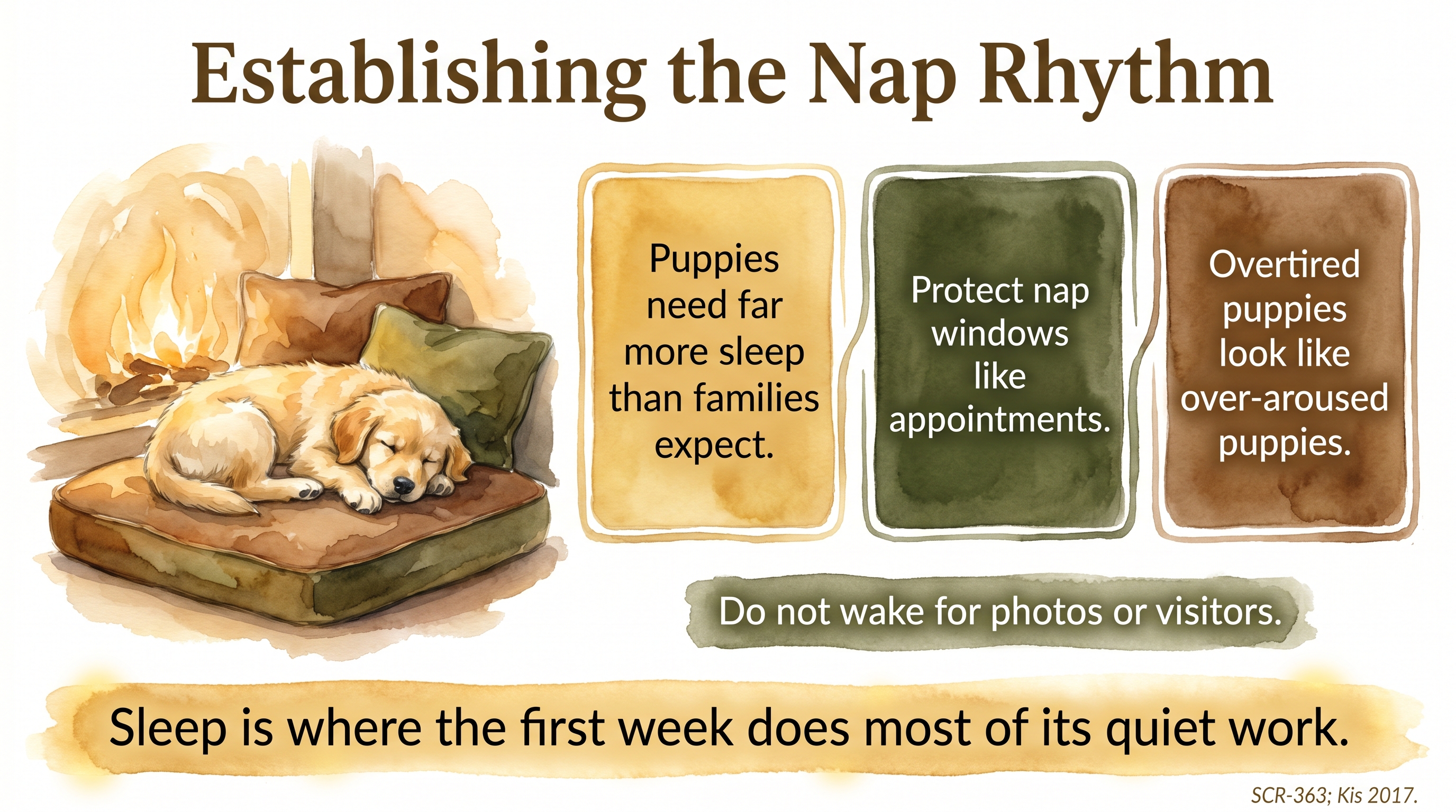 Infographic: Establishing the nap rhythm - protected rest windows in the first month - Just Behaving Wiki