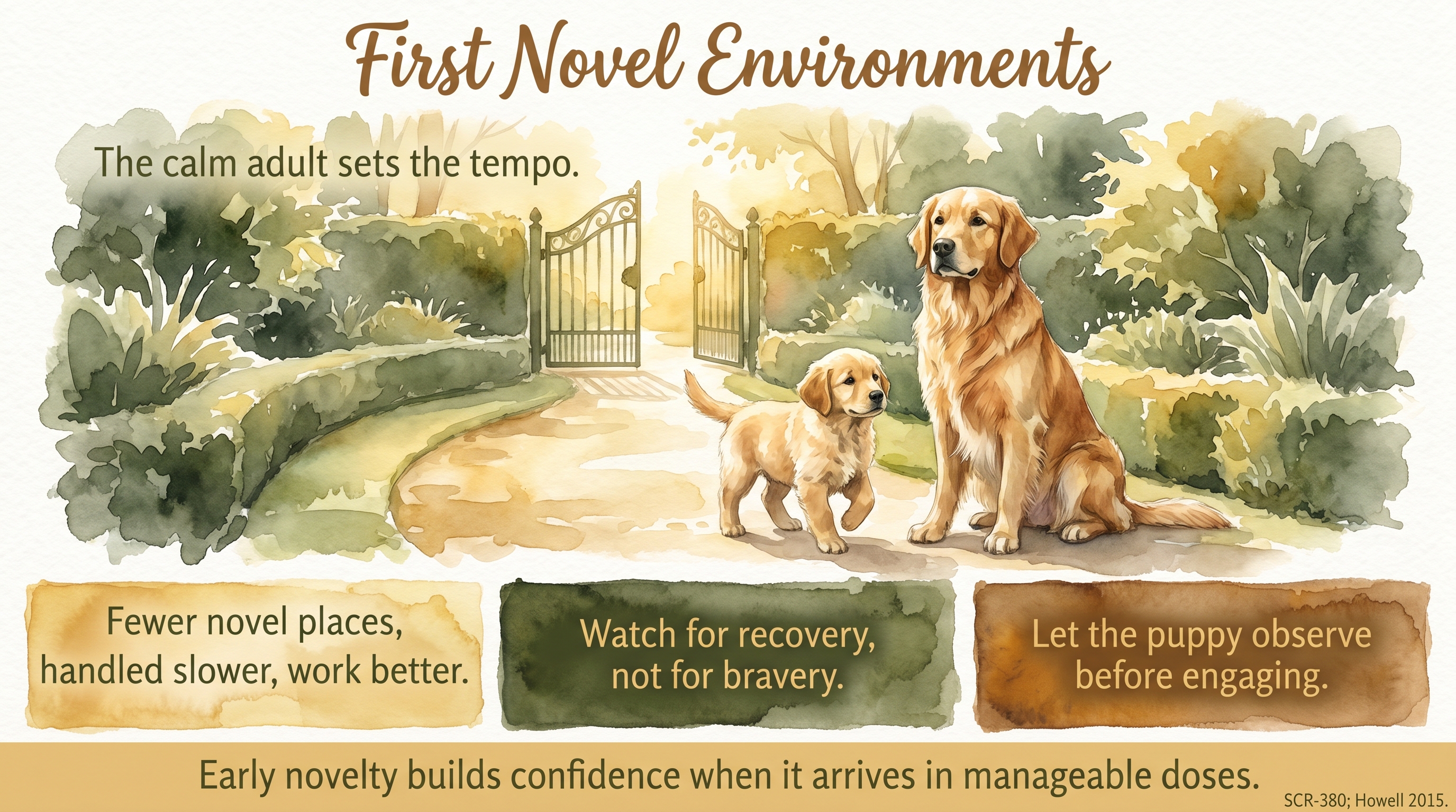 Infographic: First novel environments - brief calm exposures that build curiosity - Just Behaving Wiki