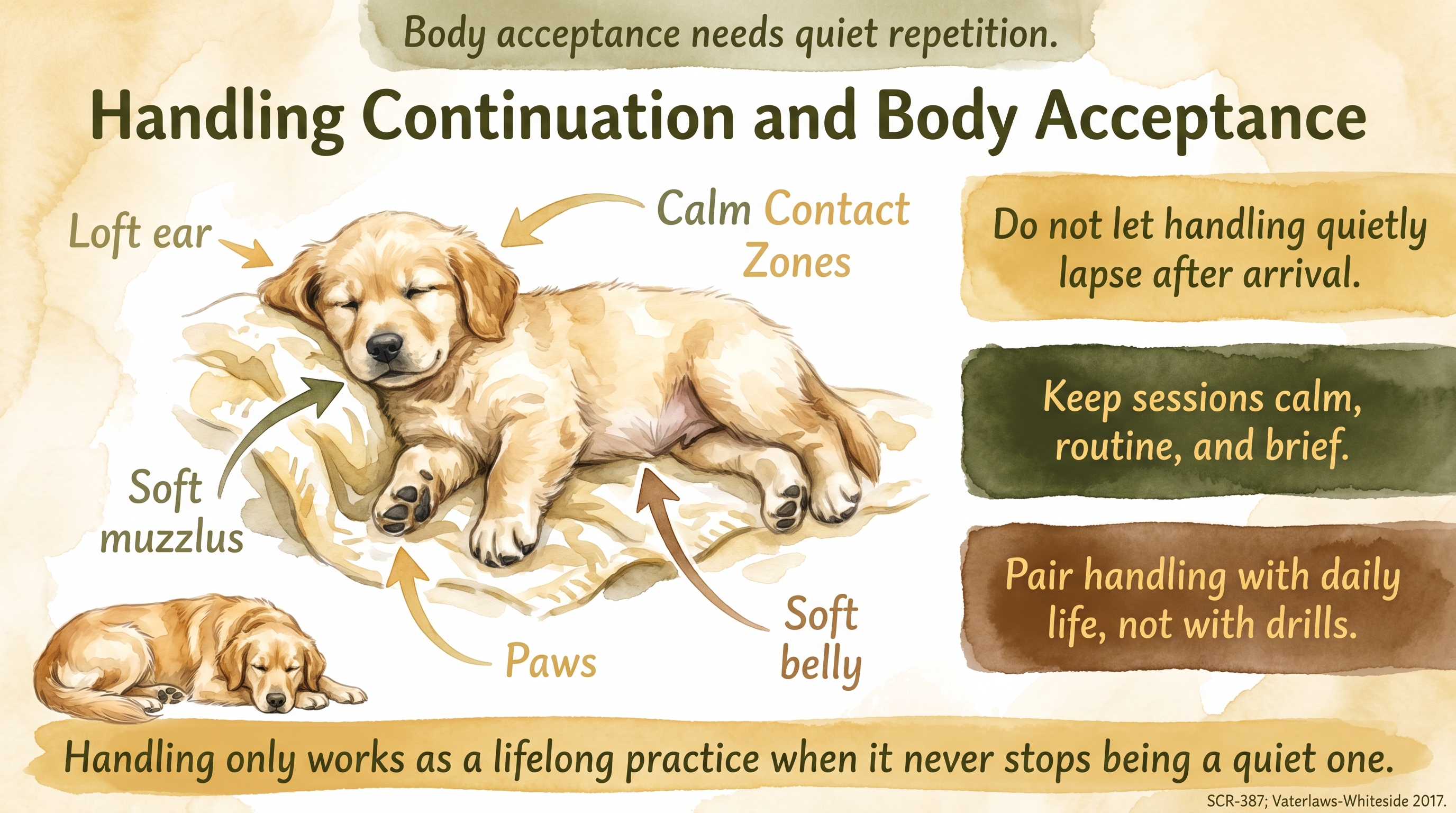 Infographic: Handling continuation and body acceptance - preserving the puppy's baseline - Just Behaving Wiki