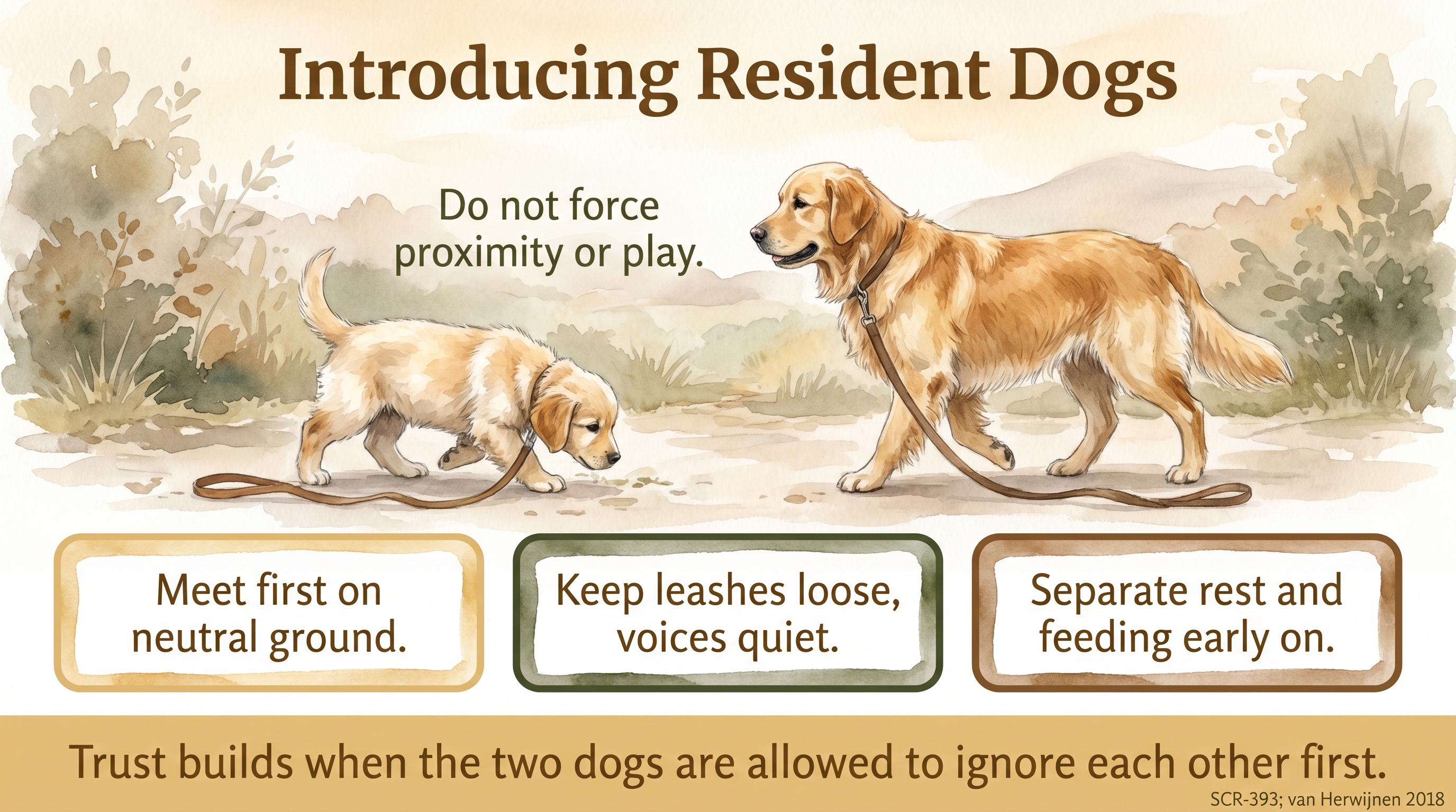 Infographic: Introducing the puppy to resident dogs - neutral ground and loose leashes - Just Behaving Wiki