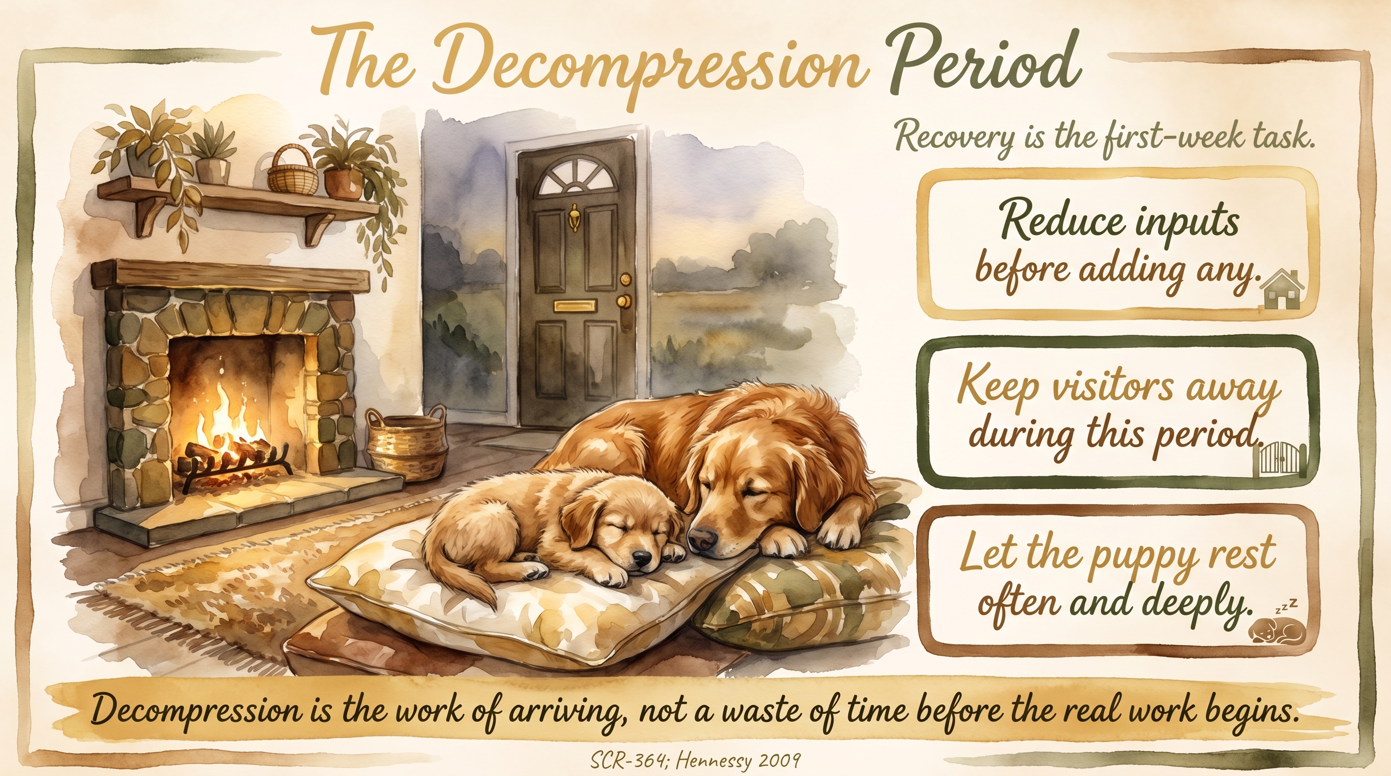 Infographic: The decompression period - reducing inputs so the puppy can settle - Just Behaving Wiki