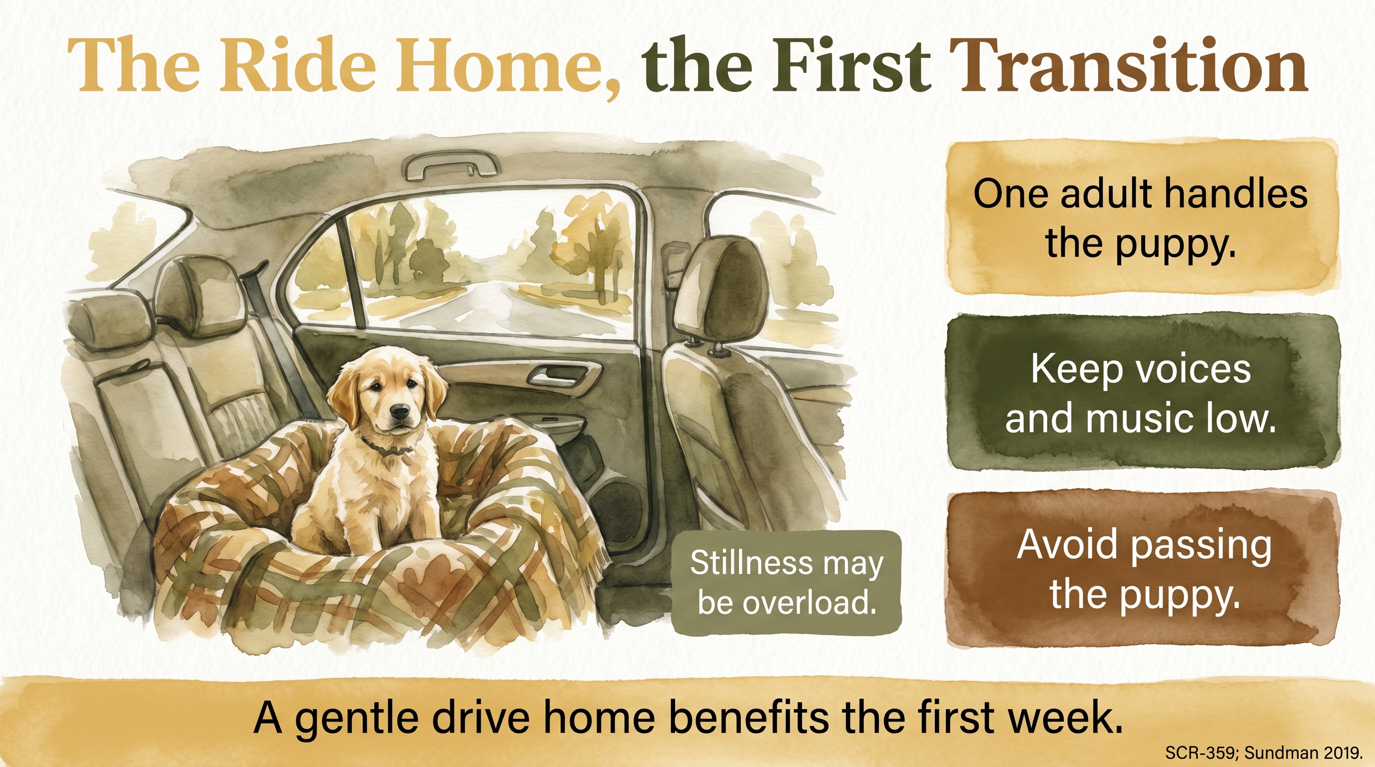 Infographic: The ride home - calm, low-stimulation first transition for the puppy - Just Behaving Wiki