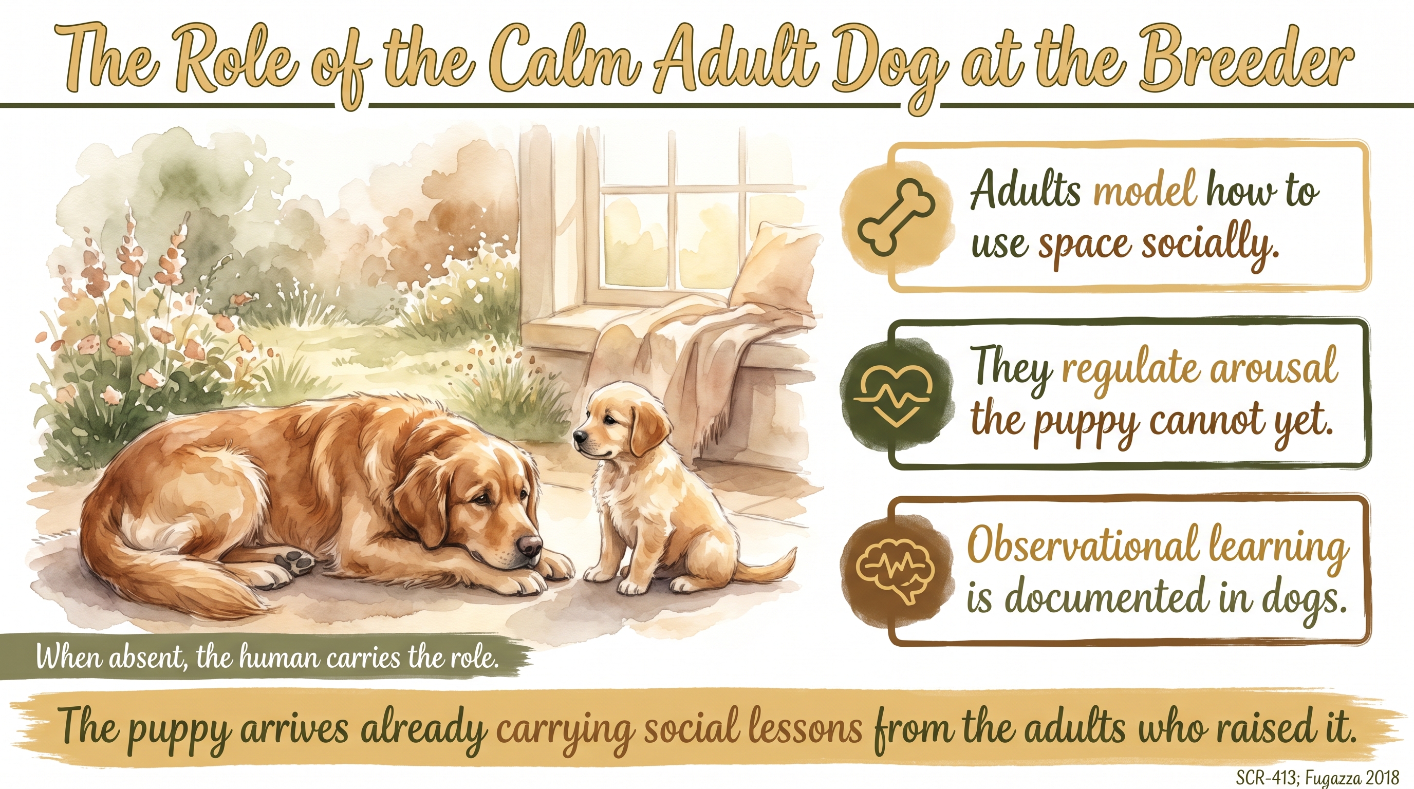Infographic: The role of the calm adult dog at the breeder - mentor dogs shape the puppy - Just Behaving Wiki